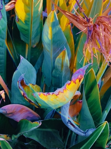 green bird of paradise leaves texture background Mural by Timmy333