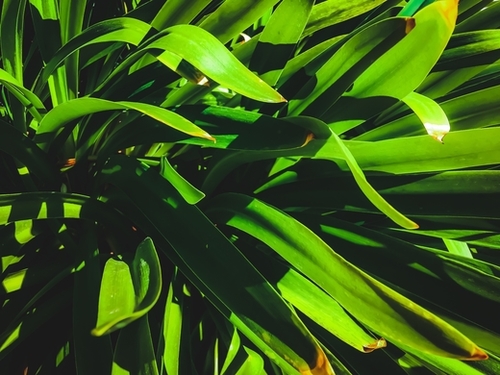 closeup green leaves texture abstract background Mural by Timmy333