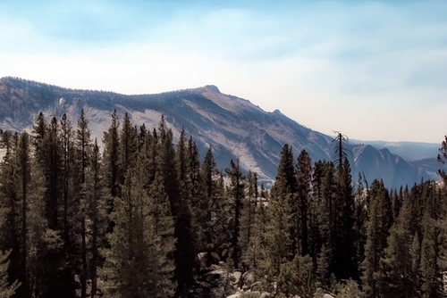 pine tree and mountain view at Yosemite national park California USA Mural by Timmy333