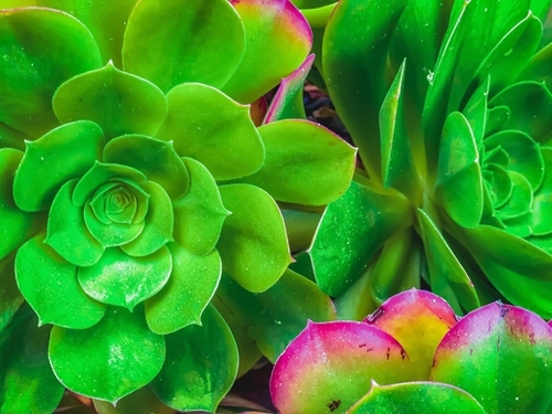 closeup green and pink succulent plant garden Mural by Timmy333