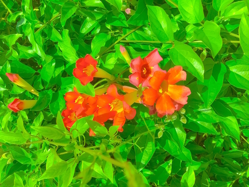 closeup blooming orange flowers with green leaves Mural by Timmy333