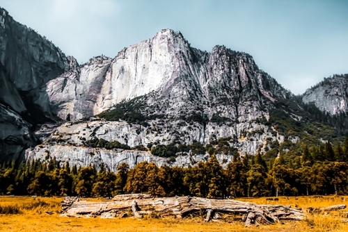 Mountains with dry field and pine tree view at Yosemite national park, California, USA Mural by Timmy333