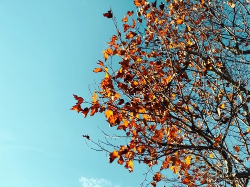 Orange autumn tree leaves with blue sky background Mural by Timmy333