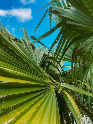 green palm leaves abstract with blue sky background Mural by Timmy333