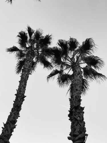 palm tree with clear sky background in black and white Mural by Timmy333