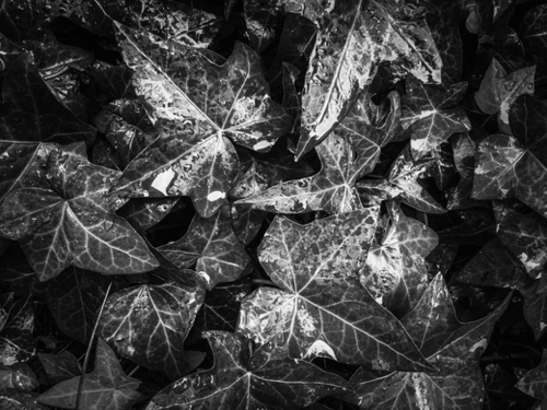 closeup ivy leaves garden texture in black and white Mural by Timmy333