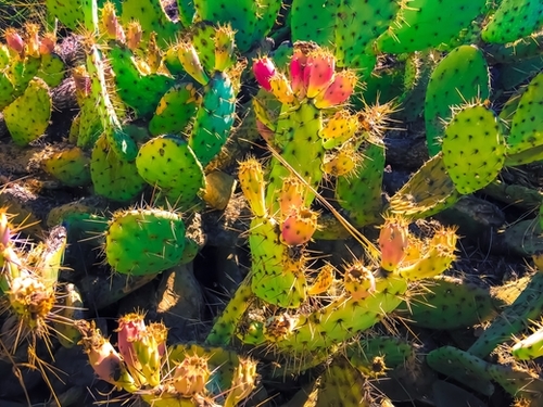 Closeup green and pink cactus garden texture background Mural by Timmy333