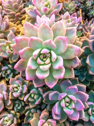 closeup green and pink succulent plant background Mural by Timmy333