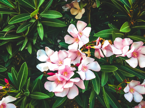 blooming pink flowers with green leaves texture background Mural by Timmy333