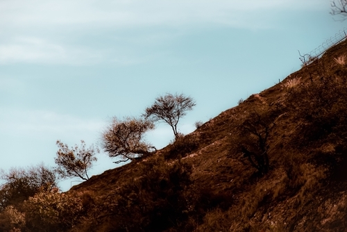 tree on the hill with blue sky at Los Angeles California USA Mural by Timmy333