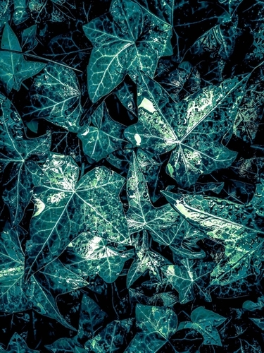 closeup green leaves texture background Mural by Timmy333