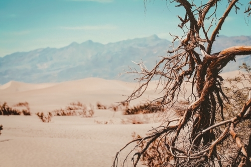 Tree branch with sand desert and mountain view at Death Valley national park California USA Mural by Timmy333