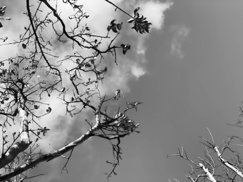 tree branches with clouds and sky background in black and white Mural by Timmy333