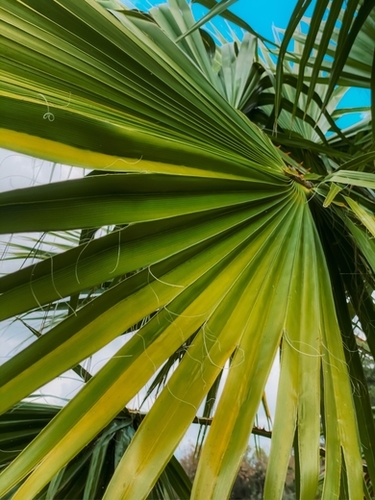 green palm leaves texture with blue sky background Mural by Timmy333