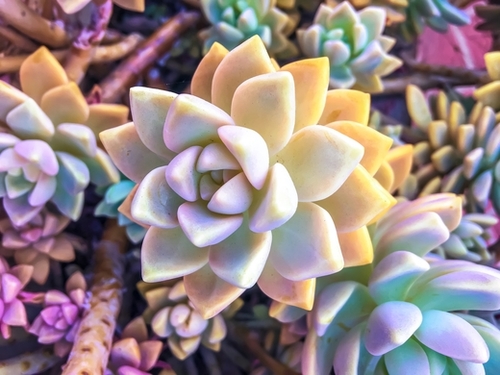 green and pink succulent plant garden background Mural by Timmy333