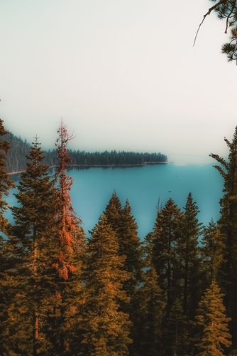 pine tree and lake scenic at Emerald Bay Lake Tahoe California USA Mural by Timmy333