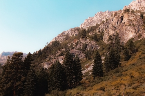 pine tree on the mountain at Lake Tahoe Emerald bay California USA Mural by Timmy333