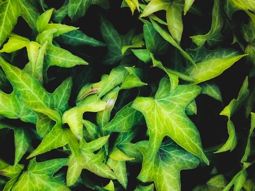 closeup green ivy leaves garden background Mural by Timmy333