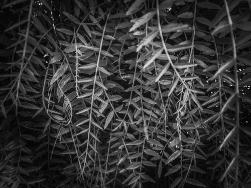 closeup leaves texture background in black and white Mural by Timmy333