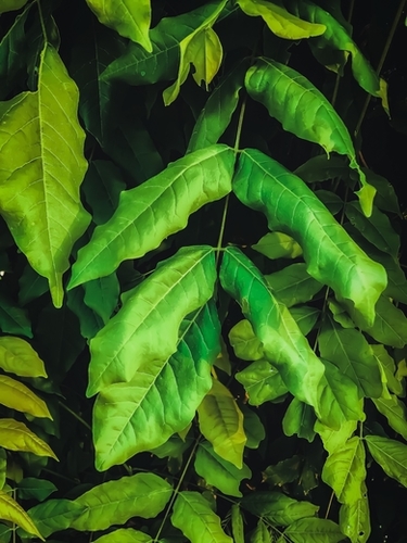 green leaves texture background Mural by Timmy333