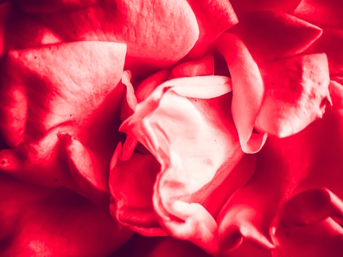 closeup blooming red rose texture abstract background Mural by Timmy333