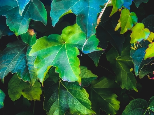 closeup green ivy leaves background Mural by Timmy333