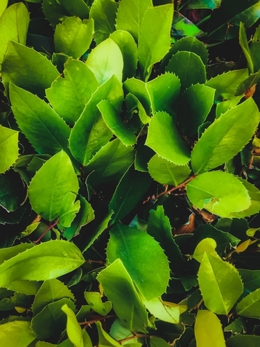 closeup green leaves texture background Mural by Timmy333