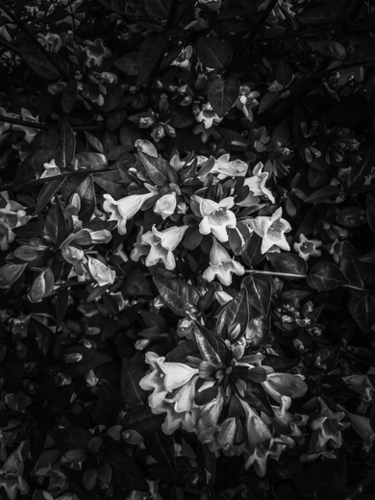 blooming flowers in black and white Mural by Timmy333