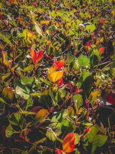 green leaves and orange leaves texture background Mural by Timmy333