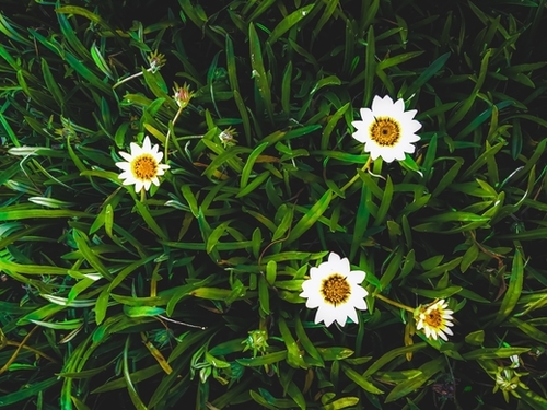 blooming white flowers with green leaves texture background Mural by Timmy333