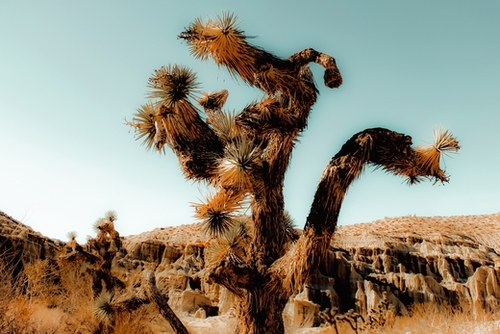 Cactus in the desert at Red Rock Canyon State Park, California, USA Mural by Timmy333