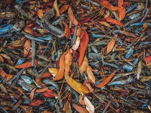 dry brown leaves and dry tree branches on the ground Mural by Timmy333