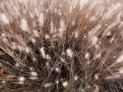 blooming grass flowers field texture abstract background Mural by Timmy333