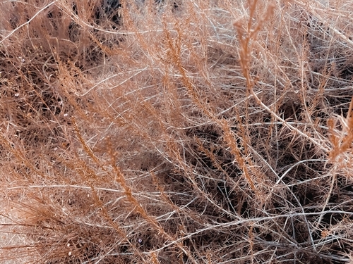 Closeup brown dry plant abstract texture background Mural by Timmy333