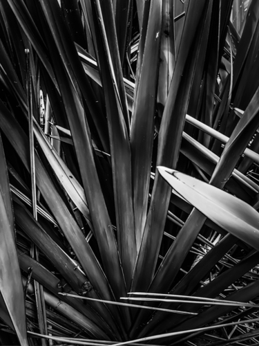 palm leaves texture abstract in black and white Mural by Timmy333