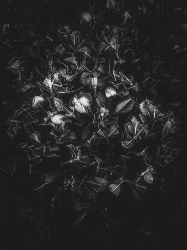 leaves texture in black and white Mural by Timmy333