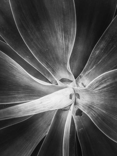 succulent plant texture in black and white Mural by Timmy333