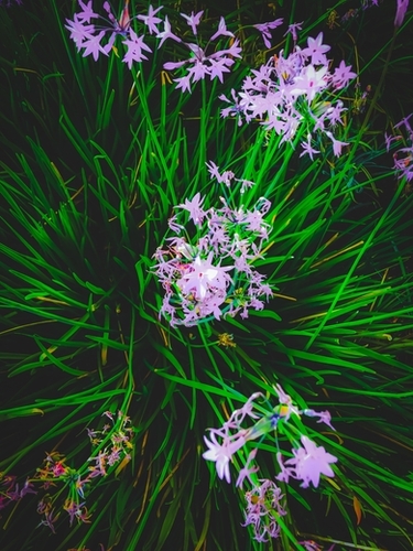 closeup blooming purple flowers with green leaves Mural by Timmy333