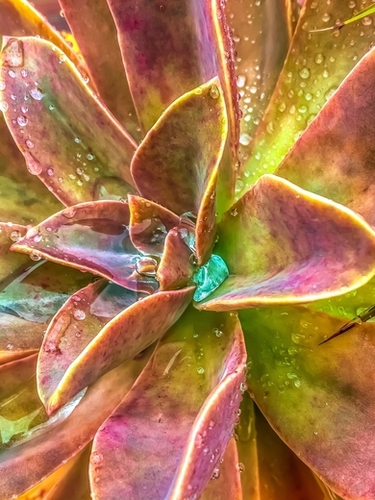 closeup green and pink succulent plant with water drop Mural by Timmy333