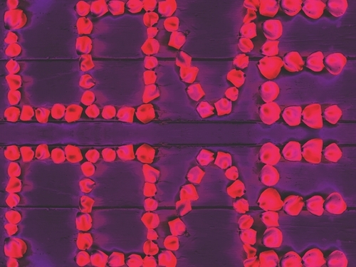 LOVE with pink rose on the purple wood background Mural by Timmy333