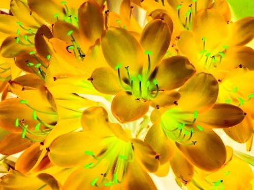 closeup yellow flower with green pollen background Mural by Timmy333