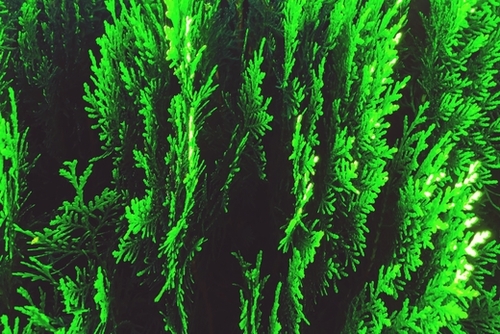 closeup green leaf texture abstract background Mural by Timmy333