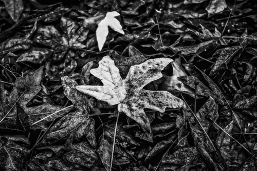 maple leaves in black and white Mural by Timmy333