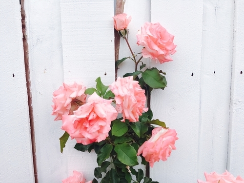 pink rose garden with white wood wall background Mural by Timmy333