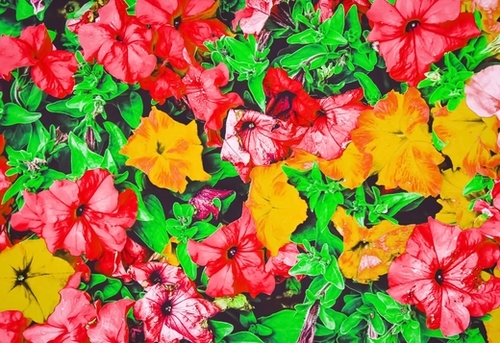 closeup flower abstract background in pink red yellow with green leaves Mural by Timmy333