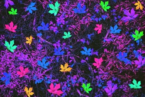 maple leaf in pink blue green yellow purple with pink and purple creepers plants background Mural by Timmy333
