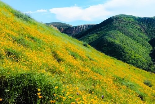 yellow poppy flower field with green leaf and green mountain and cloudy blue sky in summer Mural by Timmy333