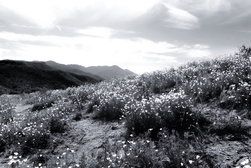 poppy flower field with mountain and cloudy sky in black and white Mural by Timmy333