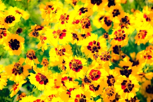 blooming yellow flower with green leaf background Mural by Timmy333