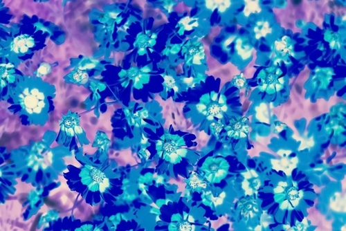 blooming blue flower abstract with pink background Mural by Timmy333
